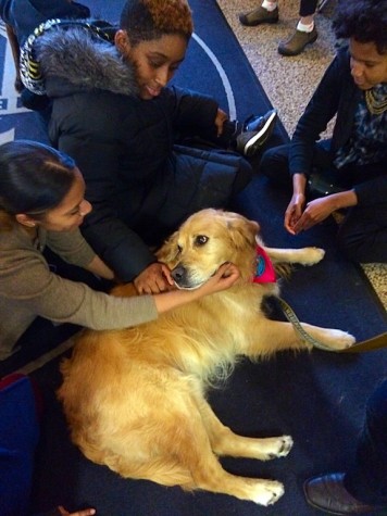 Stress Relief From Some Friendly Companions