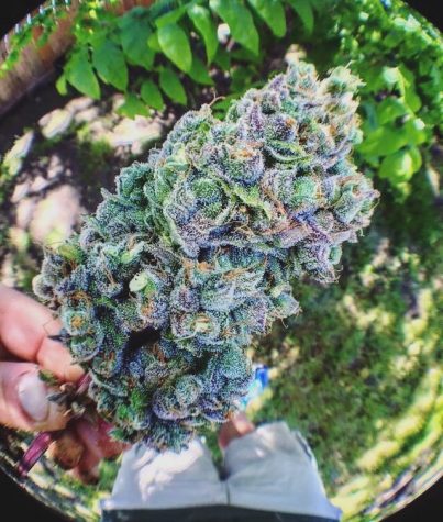 Devil’s Grass Or Angel’s Wheat? Country’s Attitude Changes Towards Marijuana