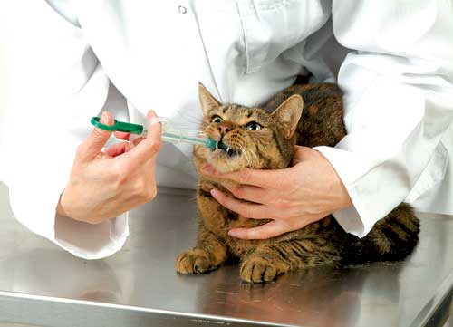 Medicating Your Furry Friend