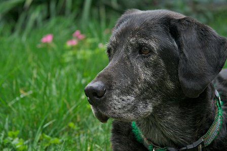 Veterinary Care for a Senior Dog