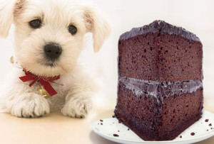 Toxicity of Chocolate in Canines