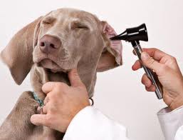 Ear Infections In Canines