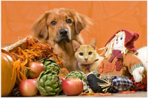 Keeping Your Pet Safe During The Holidays