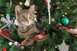 Safety Precaustions To Take To Keep Your Pet Safe During The Christmas Holiday