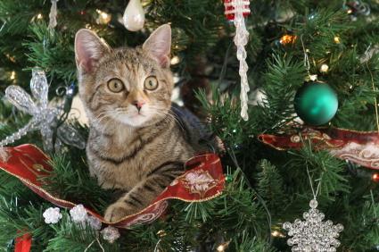 Safety Precaustions To Take To Keep Your Pet Safe During The Christmas Holiday