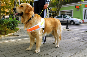 Local Guide Dog School Seeks Volunteers to Train Puppies