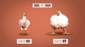 genetically-modified-chickens
