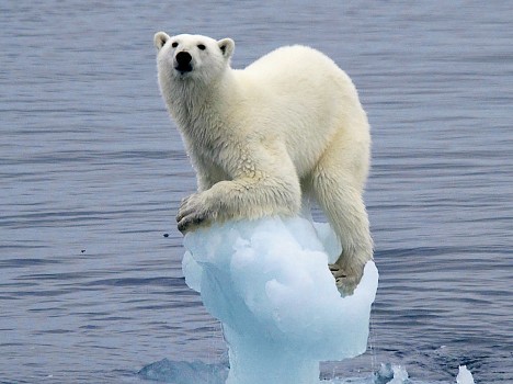 Polar bear, off Barents Island, in Svalbard ny Arne Naevra was runner-up in the One Earth category. 
Shell Wildlife Photographer of the Year 2007 Competition.