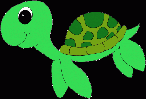 10 Signs That You’re Obsessed with Turtles