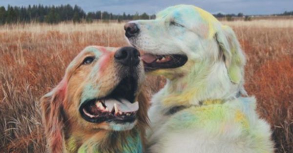 8 Dog Instagrams to Brighten Your Day