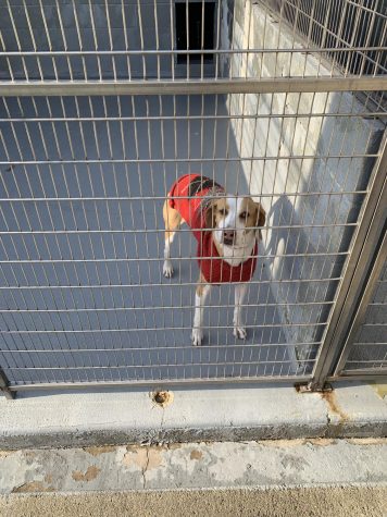 Adopting Is The Best Way To Find The Pet You’re Looking For