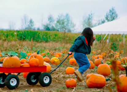 10 Socially Distanced Fall Activities