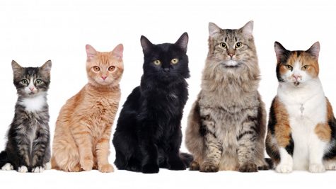 10 Cats Breeds for Busy College Students