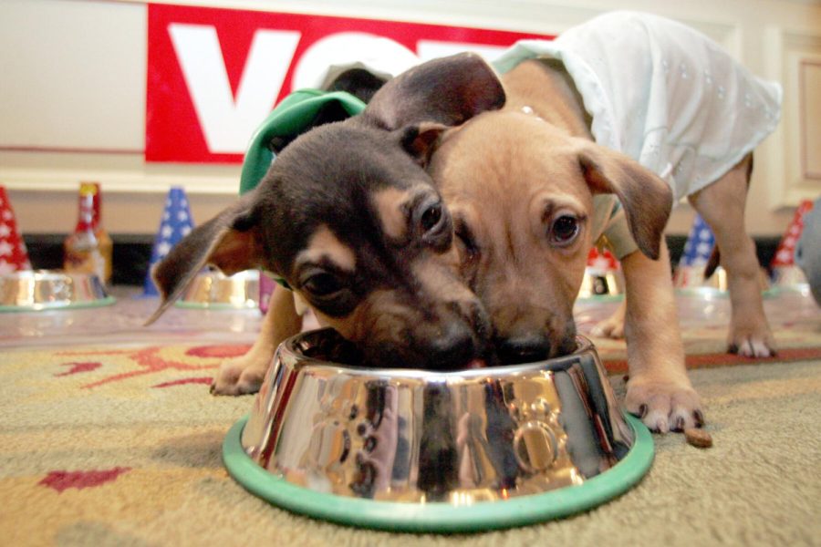 Toxic Foods to Avoid Giving Your Pet